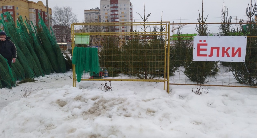 Тверичане заплатят втридорога: стало известно, на сколько подорожают новогодние елки