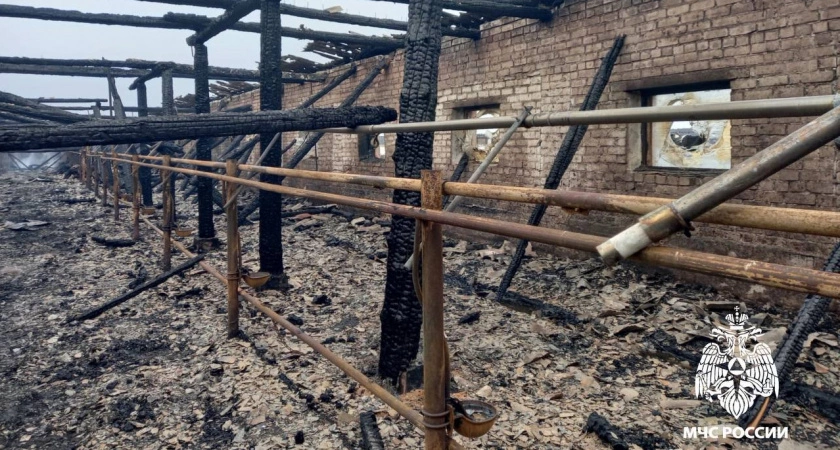 Фото к статье: При пожаре на тверской ферме погибли 19 коров: виновный уже найден