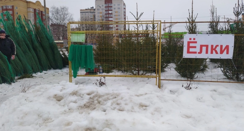 Фото к статье: Выбросил елку - получил штраф: тверичанам напомнили о правильной утилизации деревьев