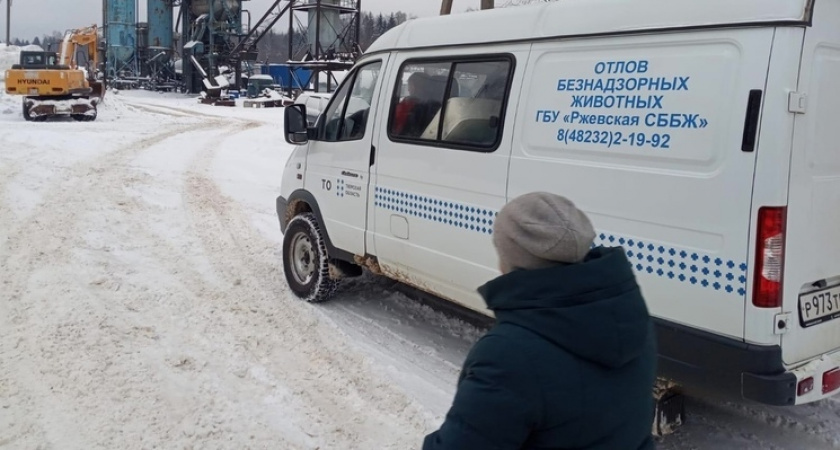 В Нелидовском округе Тверской области снова займутся отловом безнадзорных собак