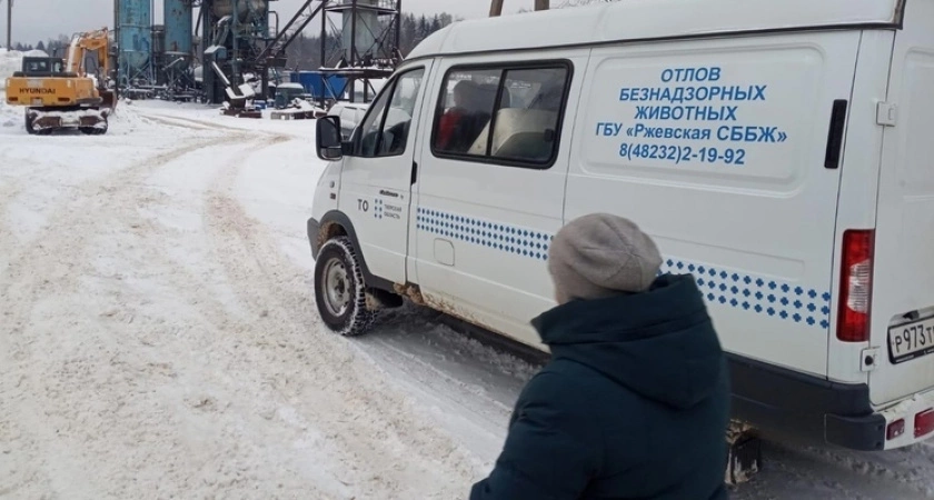 Фото к статье: В Нелидовском округе Тверской области снова займутся отловом безнадзорных собак
