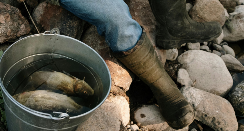 Улов на 3 млн рублей и уголовное дело: в Тверской области незадачливый рыбак наловил себе проблем