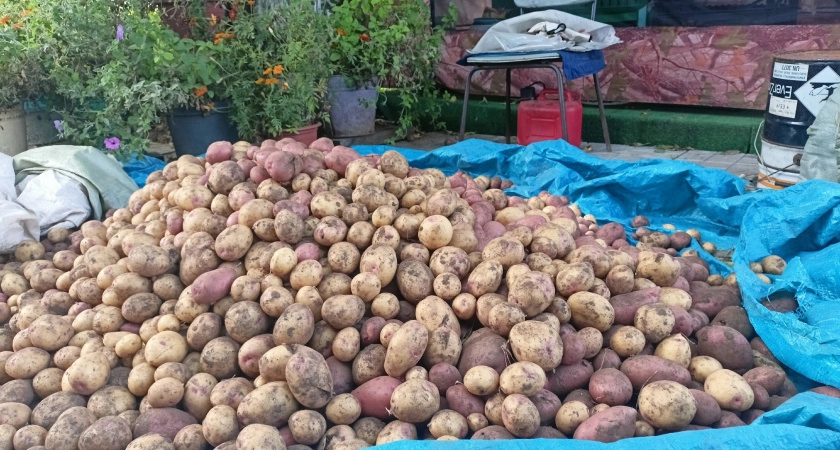 Фото к статье: Мартовская аномальная жара изменит сроки урожая: огородникам подсказали, когда лучше сажать свеклу и картошку