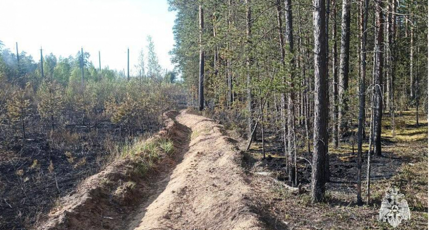 В Бологовском округе произошел крупный лесной пожар