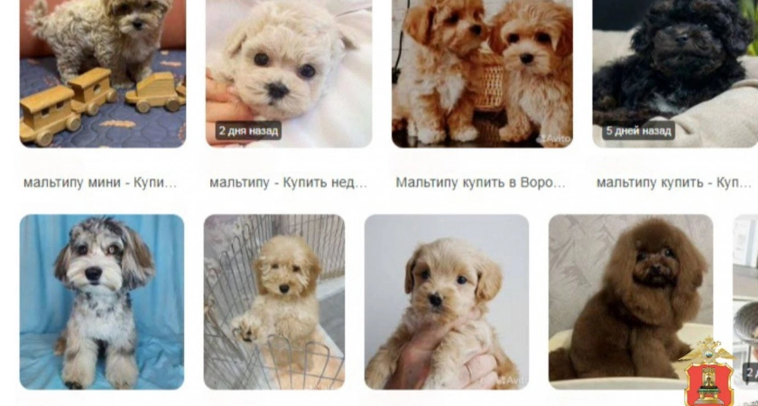 Фото к статье: Щенок за 81 тысячу: жительницу Удомли обманули при онлайн-покупке мальтипу