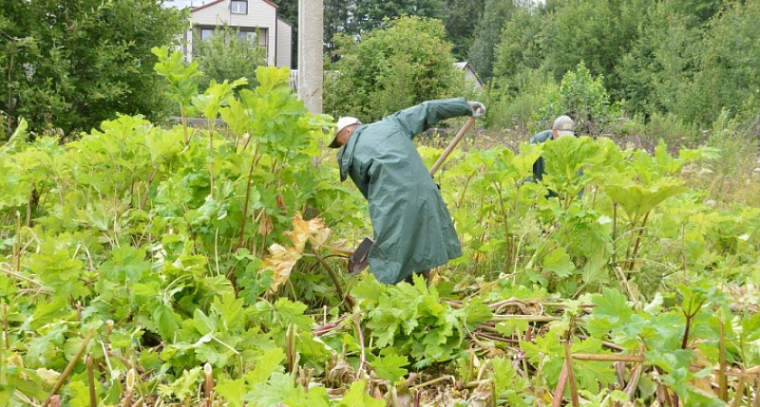 Фото к статье: В Березовой роще и в парке в Сахарово начались работы по искоренению зарослей борщевика
