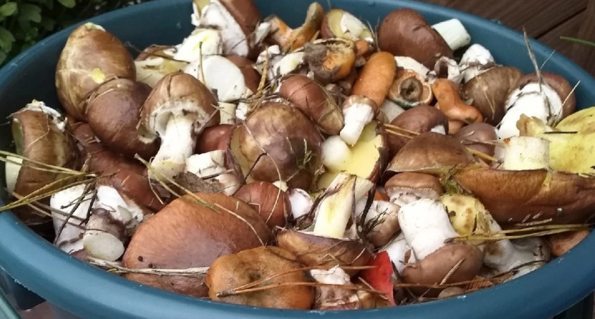 Мыть или не мыть грибы: какой способ сохранит максимум вкуса и обеспечит безопасность перед жаркой?