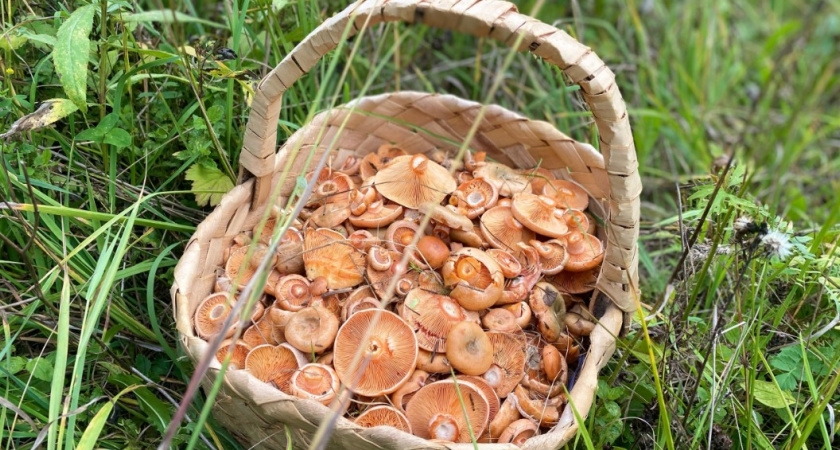 Опята, грузди и маслята: в Роскачестве поделились рецептами грибных заготовок