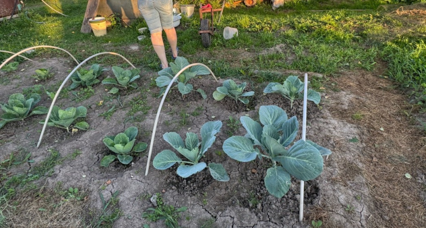 Капуста очень любит 2 подкормки в августе: урожай крупный, крепкий, хрустящий и не растрескивается