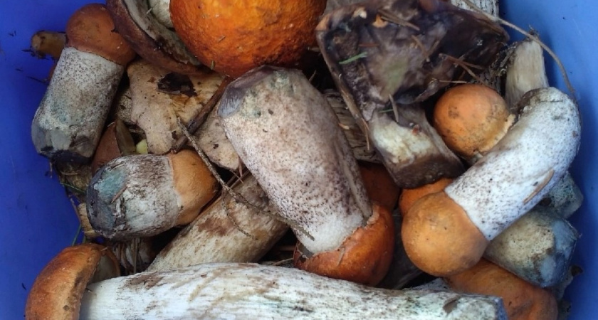 Яд в бульоне: врач рассказала, из каких съедобных грибов не стоит варить суп