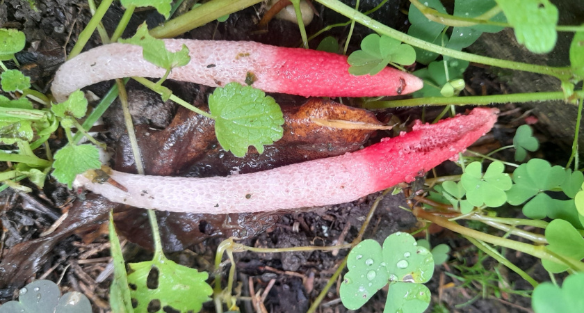 Необычная находка в Тверской области: на клумбе вырос гриб с запахом гниющего мяса