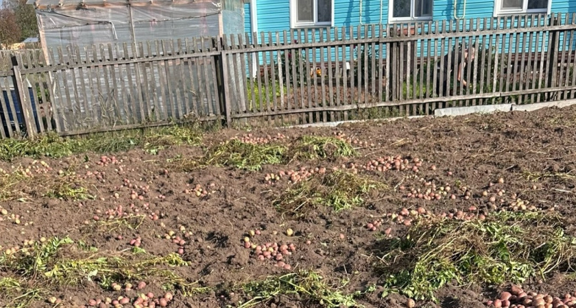 Когда и как правильно убирать картофель по лунному календарю: советы для хорошего урожая  