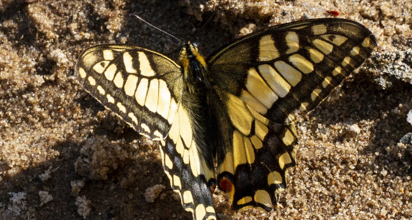 Древнюю бабочку махаона заметили в Калининском округе Тверской области