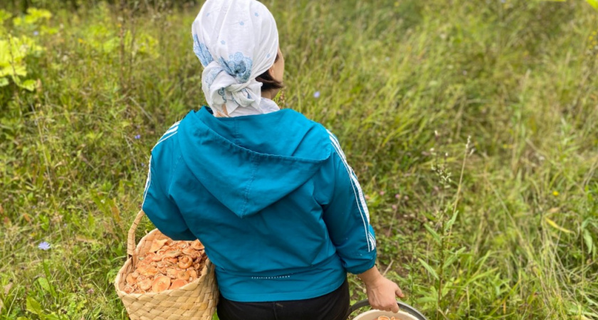 Любимый российский груздь-тракторист: почему мы его собираем веками, а в Европе от него шарахаются? 