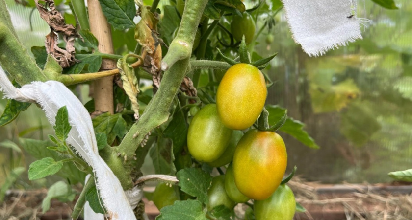 Помидоры начали буреть, но не краснеют? Опытный огородник рассказала, в чем ошибка