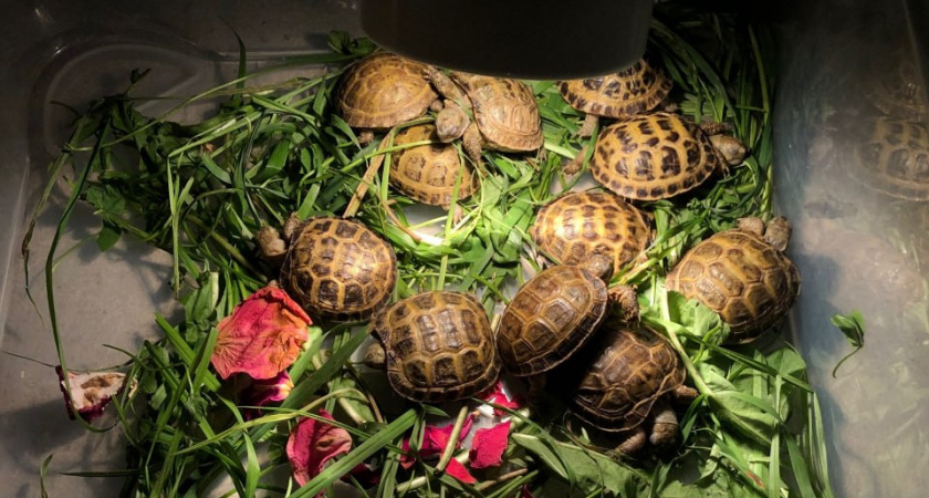 Свалка под Тверью стала местом находки контрабандных черепах