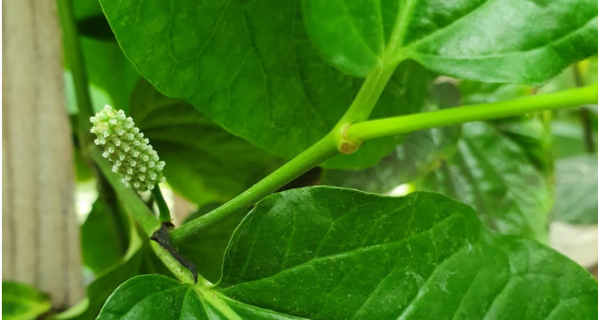 У вьетнамских блюд в России может появиться тверской привкус