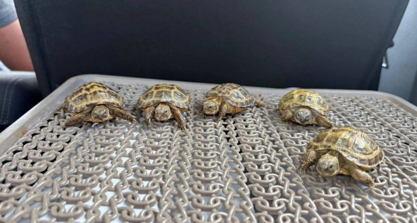Росприроднадзор обеспечил лечение пяти черепахам, найденным на свалке в Твери