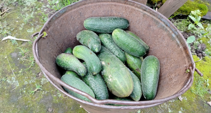 Забытая подкормка огурцов. Лавиной попрут – будете уворачиваться - рецепты от огуречницы из Твери