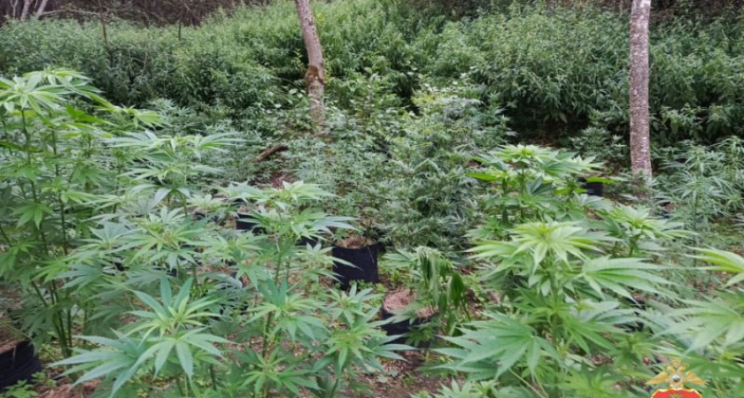 «Лесной Эскобар» из Торжка: наркополиция задержала организатора конопляной плантации в Тверской области