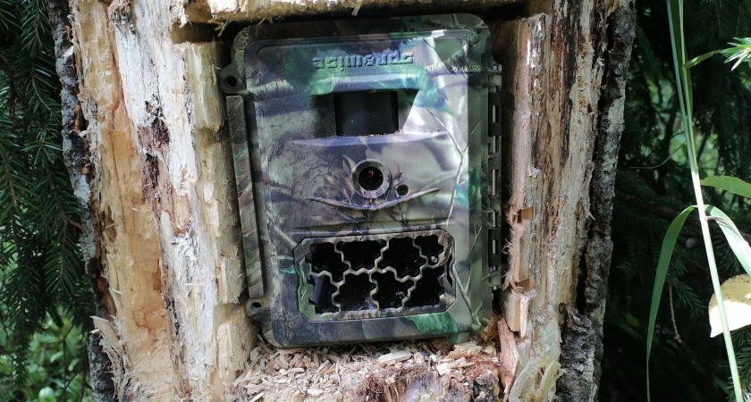 Центр изучения волка и сеть фотомониторинга в Тверской области получат президентские гранты 