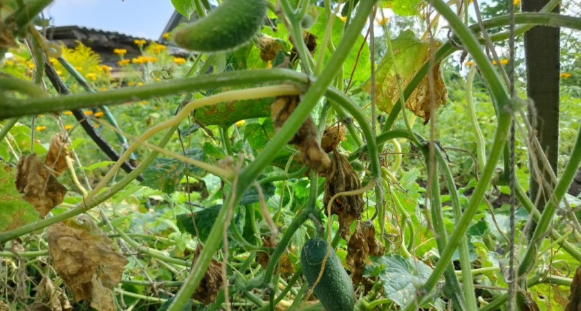 На 10 л. всего 1 ч. л. - и огурцы как новые: собираем урожай целыми корзинками до осенних заморозков 