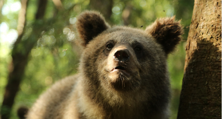 Тверские биологи рассказали, чем заняты медвежата в региональном Центре спасения