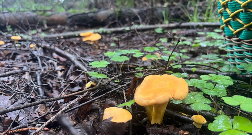 Грибы для здоровья: какие виды признаны самыми полезными и чем они уникальны