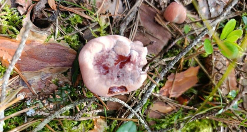 В тверском лесу нашли гриб, похожий на клубнику со сливками
