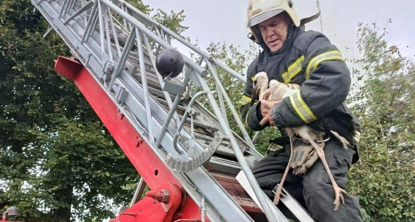 Торопецкие пожарные вернули потерявшегося аистенка домой — на десятки метров вверх