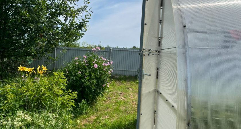 Развожу фитоспорин уже 5 лет при желтых листьях помидоров. Жена подсказала копеечное средство из аптеки, которое работает в 10 раз лучше