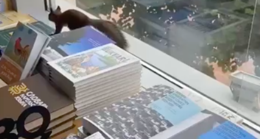  В Твери пушистый гость оказался среди книжных полок