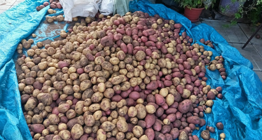 Что делать с картошкой: она почернела за день