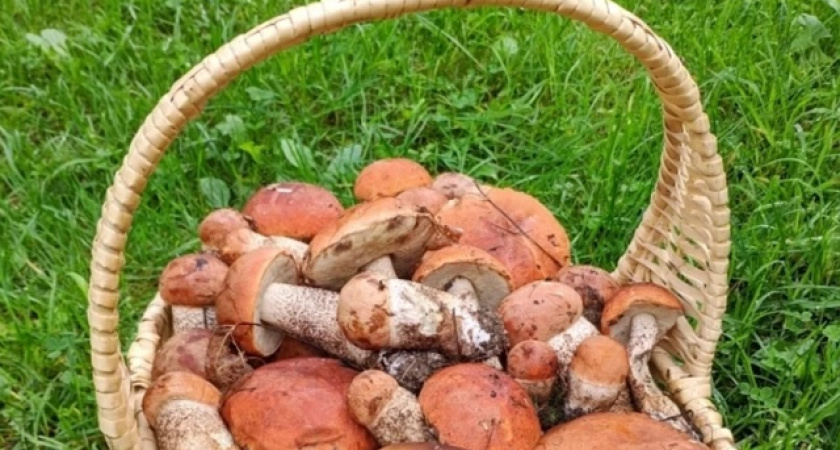 Тверской Роспотребнадзор назвал гриб, который в сочетании с алкоголем способен убить человека