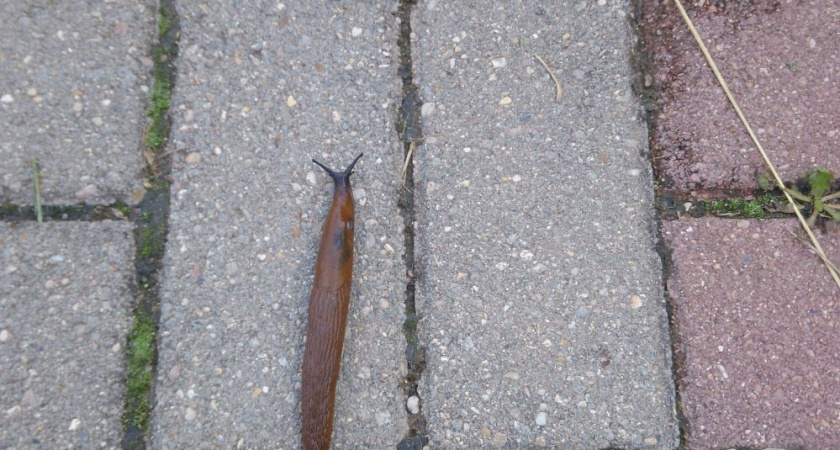 «Через 15 минут придут еще трое, чтобы его съесть»: тверские биологи о повадках гигантских слизней из Кашина