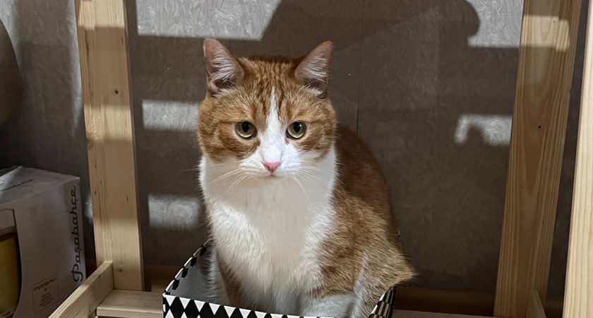 Не 1 и не 3 раза: сколько раз в день нужно кормить кошку — запомните раз и навсегда