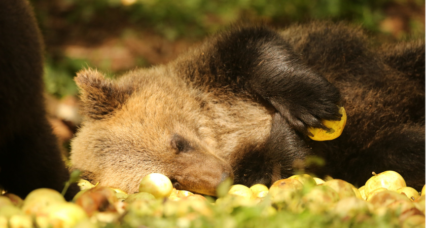 Яблочный сезон для мишек: в Тверской области подрастают 15 будущих хозяев тайги
