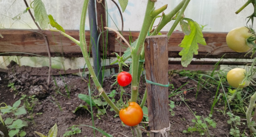 Мучился с зелеными помидорами 15 лет, пока не узнал старинный прием. За 4 дня краснеют