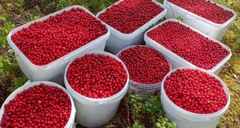 35 литров за один поход: жительница тверской Орши рассказала о рекордном урожае брусники