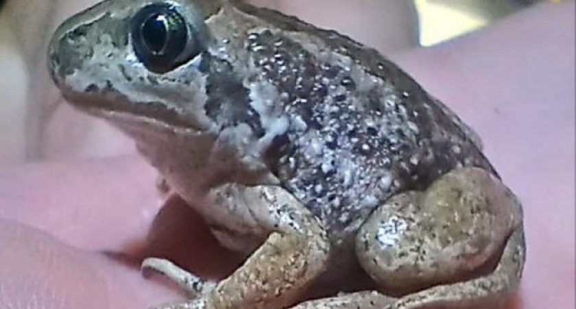 Уникальных земноводных с чесночным запахом выявили в Тверской области