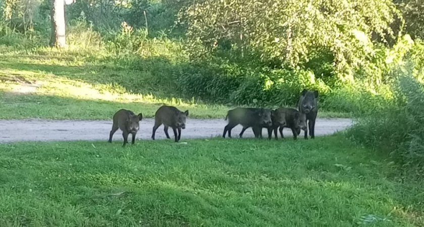Дикие кабаны бесстрашно разгуливают по тверской деревне Лапино в поисках яблок