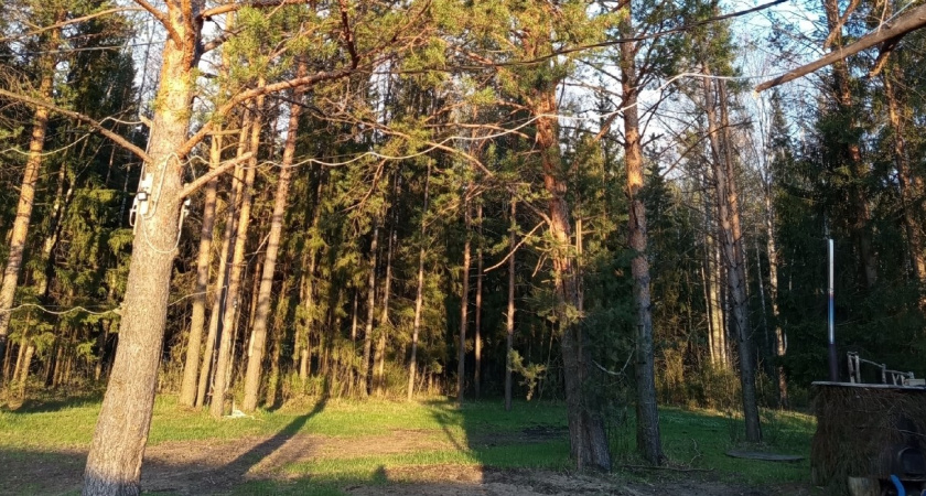 Короли хвойных лесов и деликатес русской кухни: где и когда искать рыжики?  