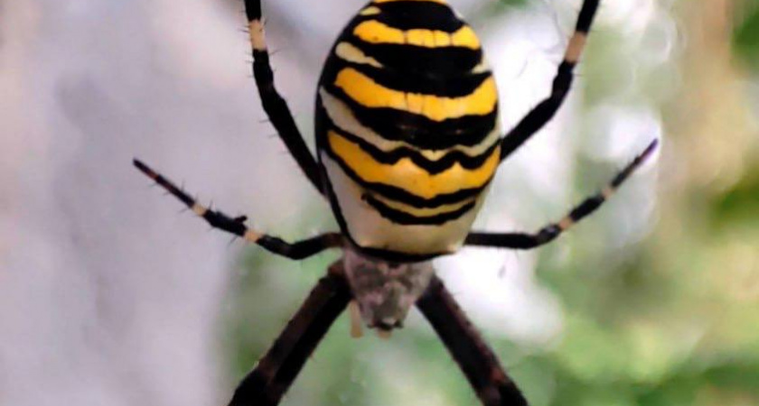 Тверские дачники жалуются на засилье ядовитых пауков-ос