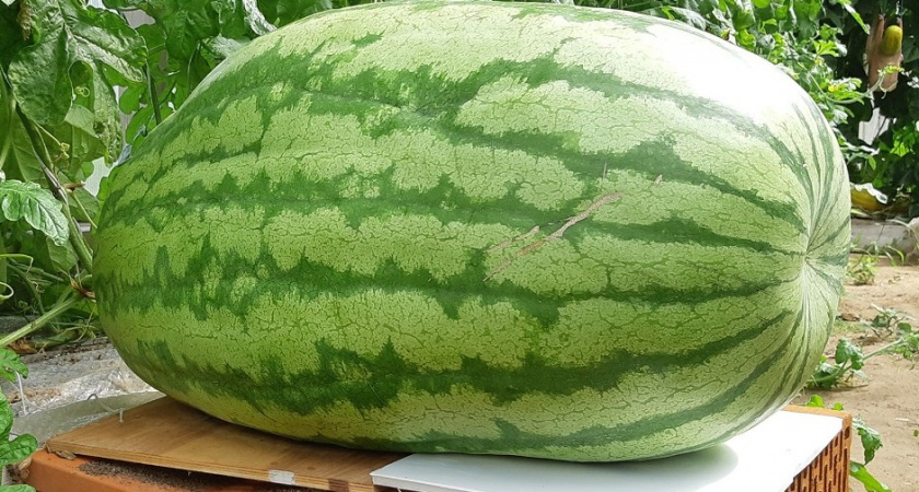 Тверская дачница вырастила арбуз-гигант весом 80 килограммов