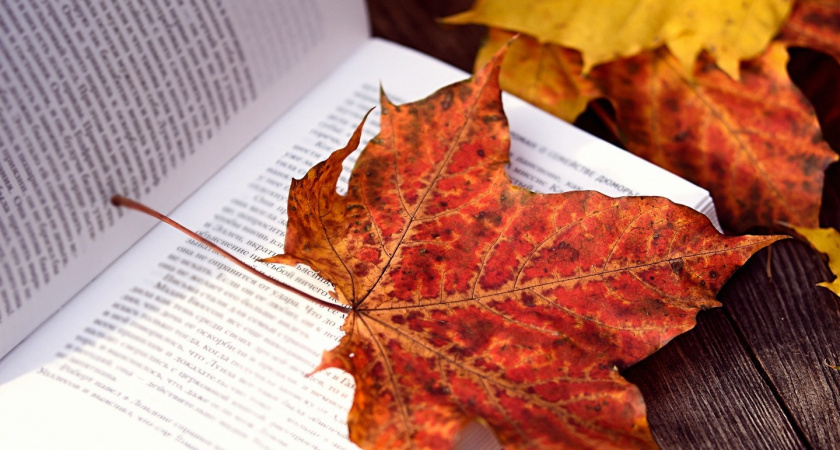 В 2025 году в Тверской области ожидается теплая и дождливая осень