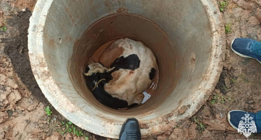 Спасатели МЧС эвакуировали быка из колодца в Калининском округе