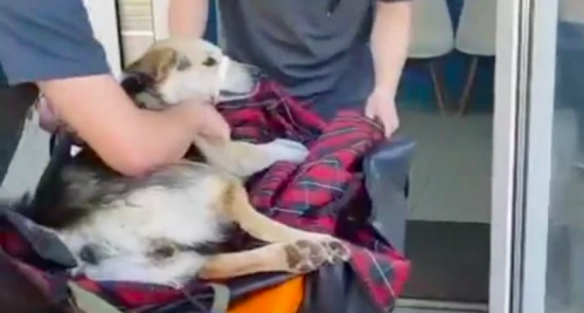 20 тысяч рублей предложили за информацию о стрелке, ранившем собаку в Нелидово