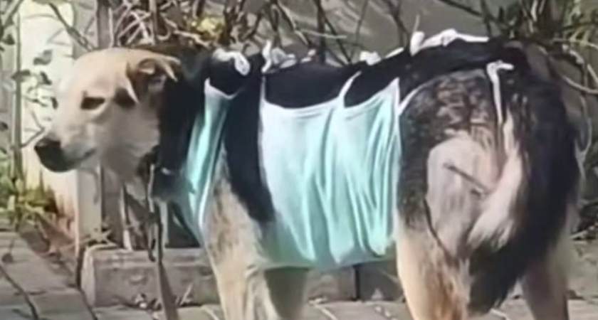   История Победы: раненая стрелой собака из Нелидова пережила операцию и борется за жизнь