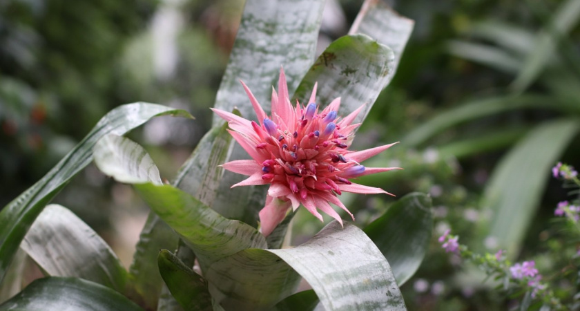 В тверском Ботаническом саду зацвели экзотические звезды — эхмеи