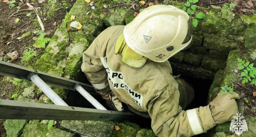 Пес-спасатель: четвероногий друг привел людей к пострадавшей собаке в Весьегонске